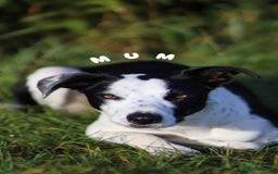 Border Collie dogs for sale: 6 Border Collie Pups For Sale **4 Boys Remaining** - Image 5