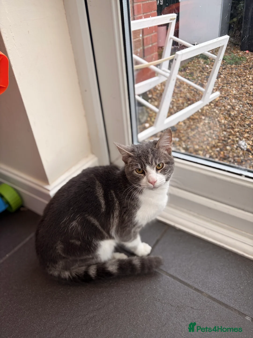 Mixed Breed cats for sale: Male kitten 6 months old - Advert 1