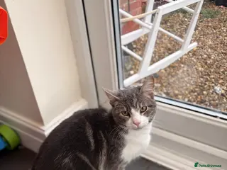 Mixed Breed cats Male kitten 6 months old - Advert 1