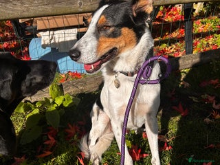 Mixed Breed dogs - Advert 17