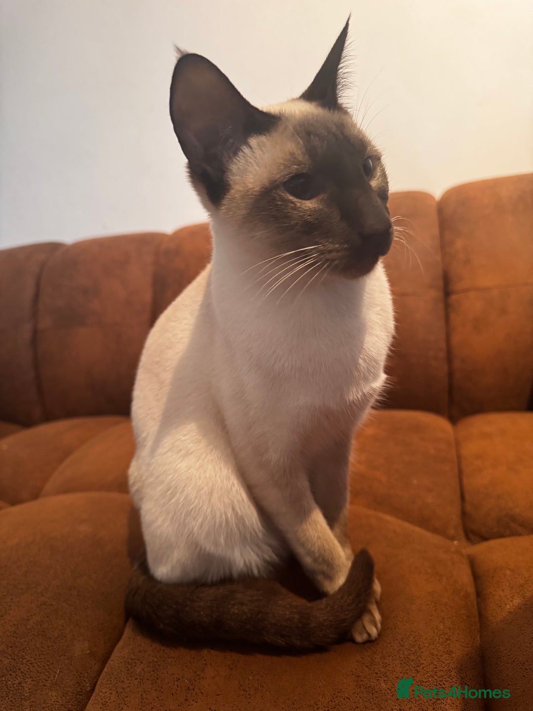 Siamese cats for sale: 2x 8 month old kittens - Siamese and BengalxTabby - Advert 3