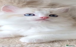 Ragdoll cats for sale: INDOOR TWO MALE GCCF REGISTERED RAGDOLL KITTENS - Image 28
