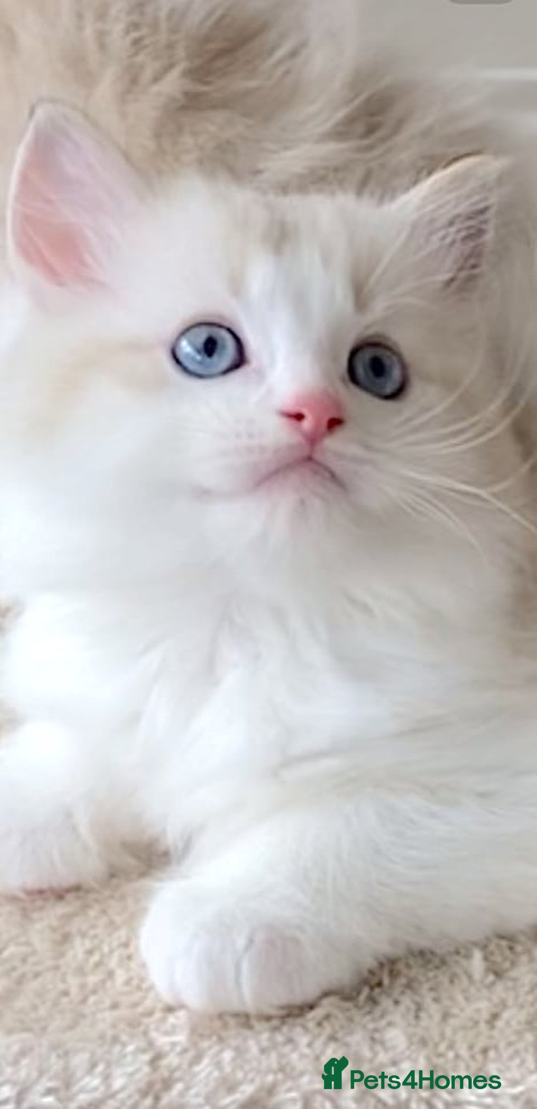 Ragdoll cats for sale: INDOOR TWO MALE GCCF REGISTERED RAGDOLL KITTENS - Image 28