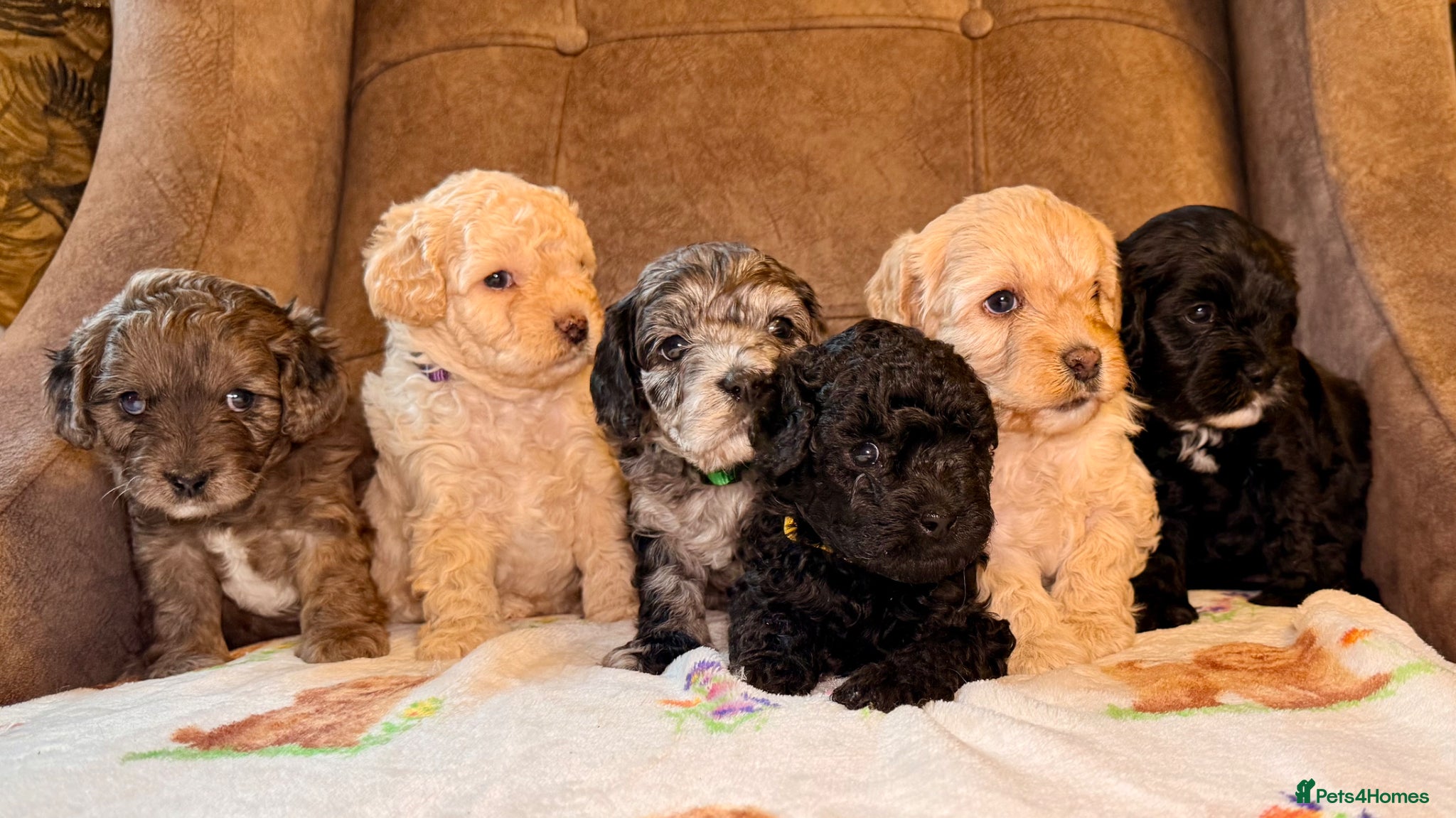 Cavapoo dogs Toy F2 Cavapoo’s ❤️🐾 - Advert 1