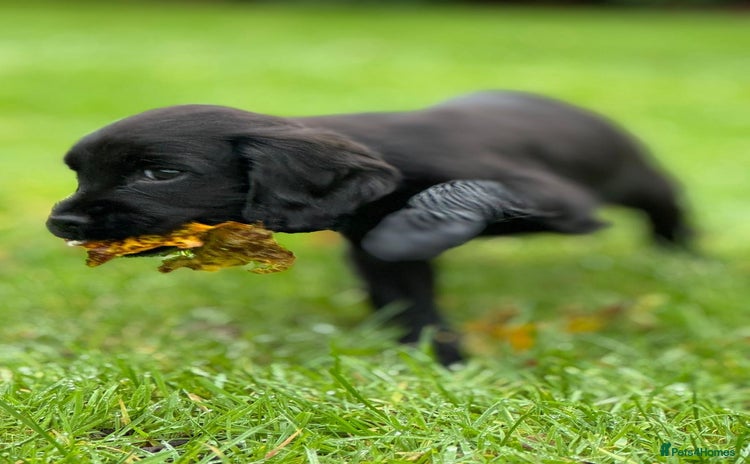 Cocker Spaniel dogs KC reg. Cocker spaniel puppies - Advert 7