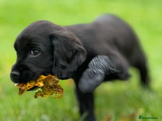 Cocker Spaniel dogs KC reg. Cocker spaniel puppies - Advert 10