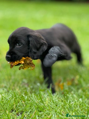 Cocker Spaniel dogs KC reg. Cocker spaniel puppies - Advert 7