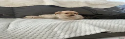 Jackapoo dogs for sale: Jackapoo puppies for sale - Advert 2