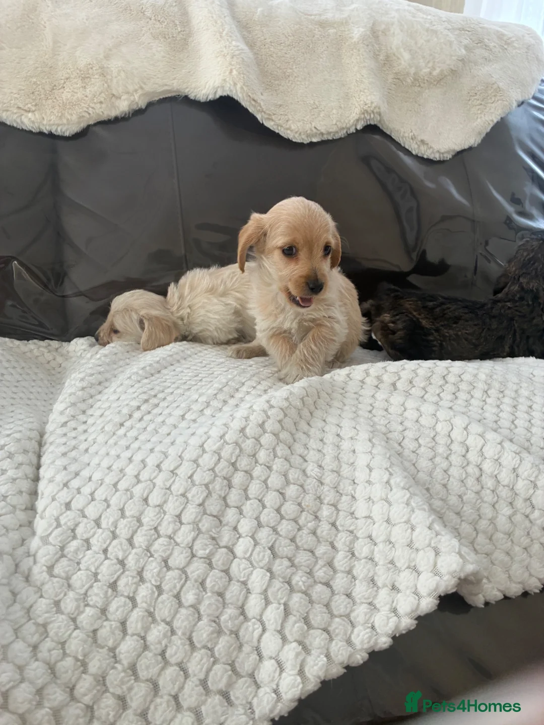 Jackapoo dogs for sale: Jackapoo puppies for sale - Advert 2