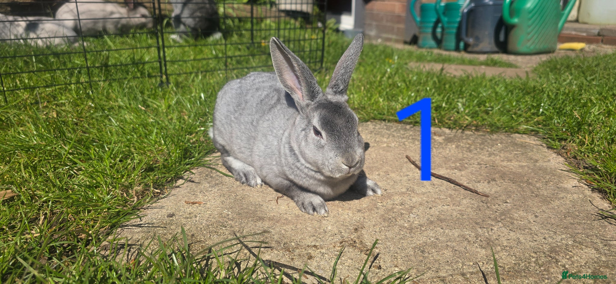 Rex rabbits 5 Mini rexes Different colours - Advert 7