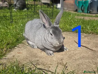 Rex rabbits 5 Mini rexes Different colours - Advert 6