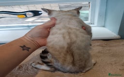 Bengal cats for sale: Tica RG Blue silver snows - Image 5