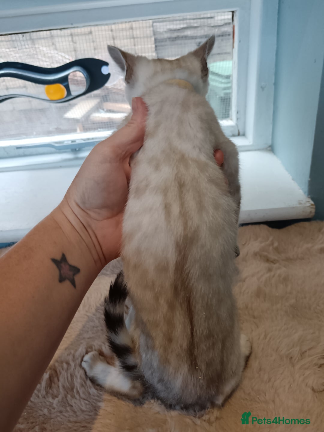 Bengal cats for sale: Tica RG Blue silver snows - Image 5