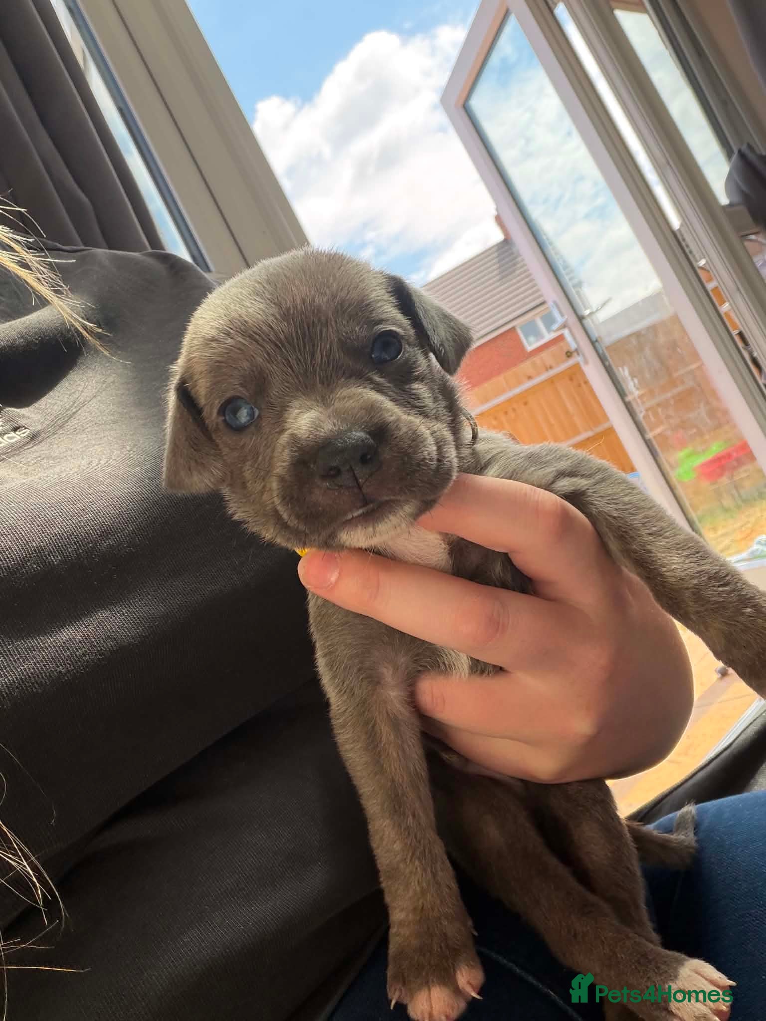 Mixed Breed dogs Whippet terrier X Cane corso - Advert 6