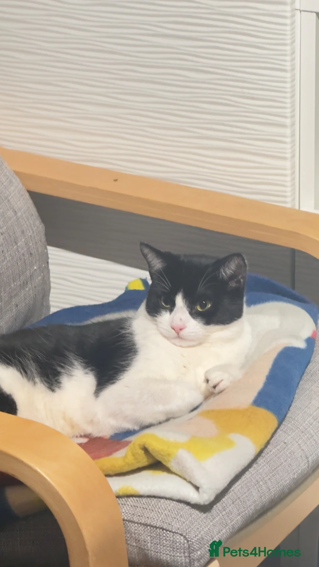 Mixed Breed cats for sale: Kitten ready to adopt  - Advert 1
