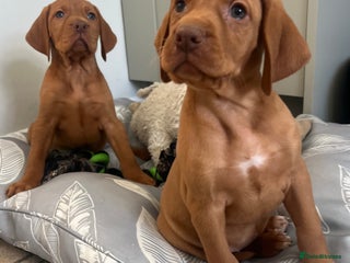 Hungarian Vizsla dogs Beautiful KC Red Hungarian Vizsla Puppies - Advert 18