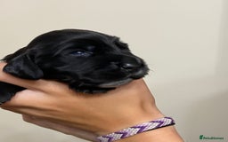 Cocker Spaniel dogs for sale: Stunning KC Reg Cocker Spaniel Pups Choco/Black - Image 12