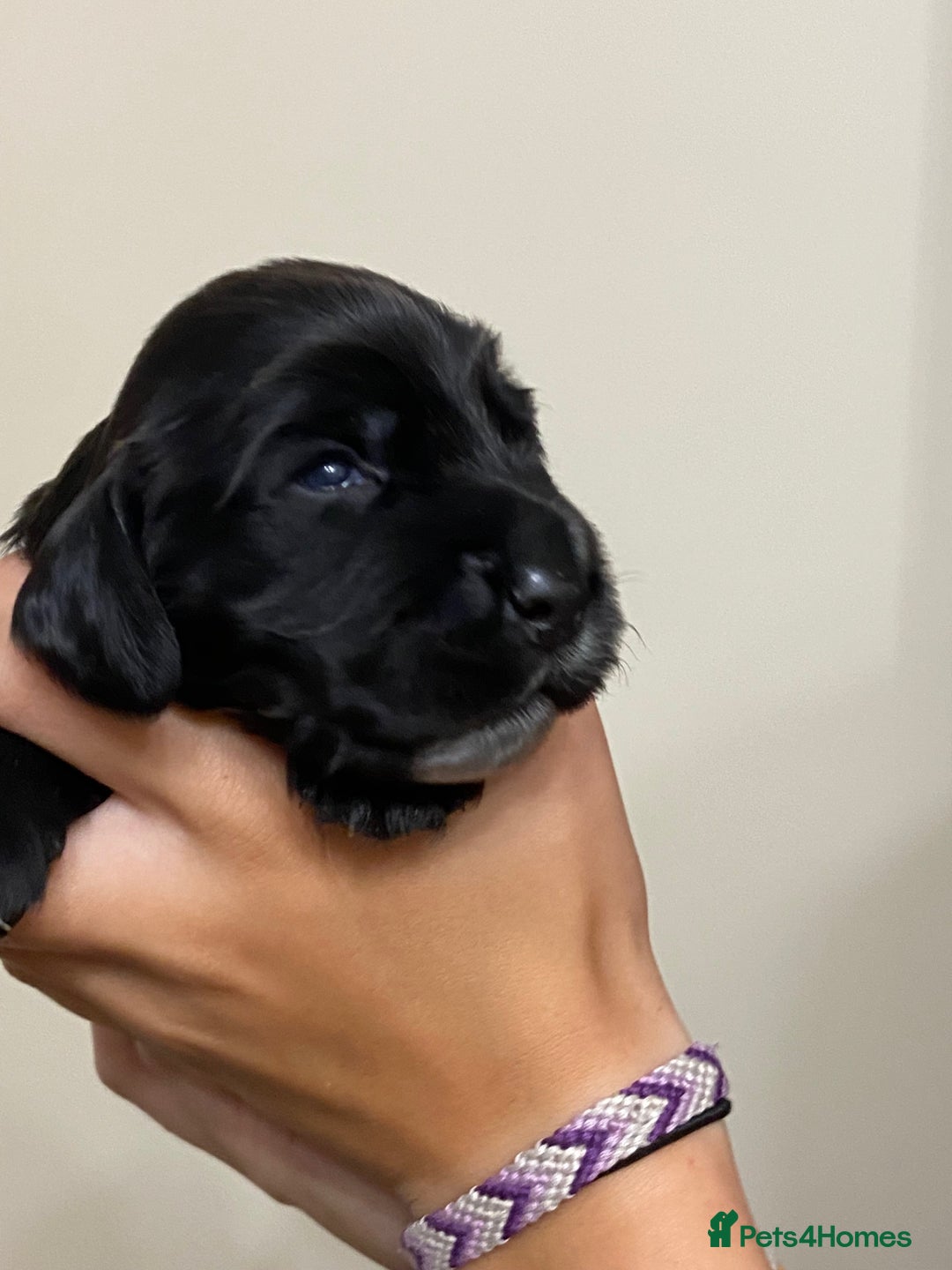 Cocker Spaniel dogs for sale: Stunning KC Reg Cocker Spaniel Pups Choco/Black - Image 12