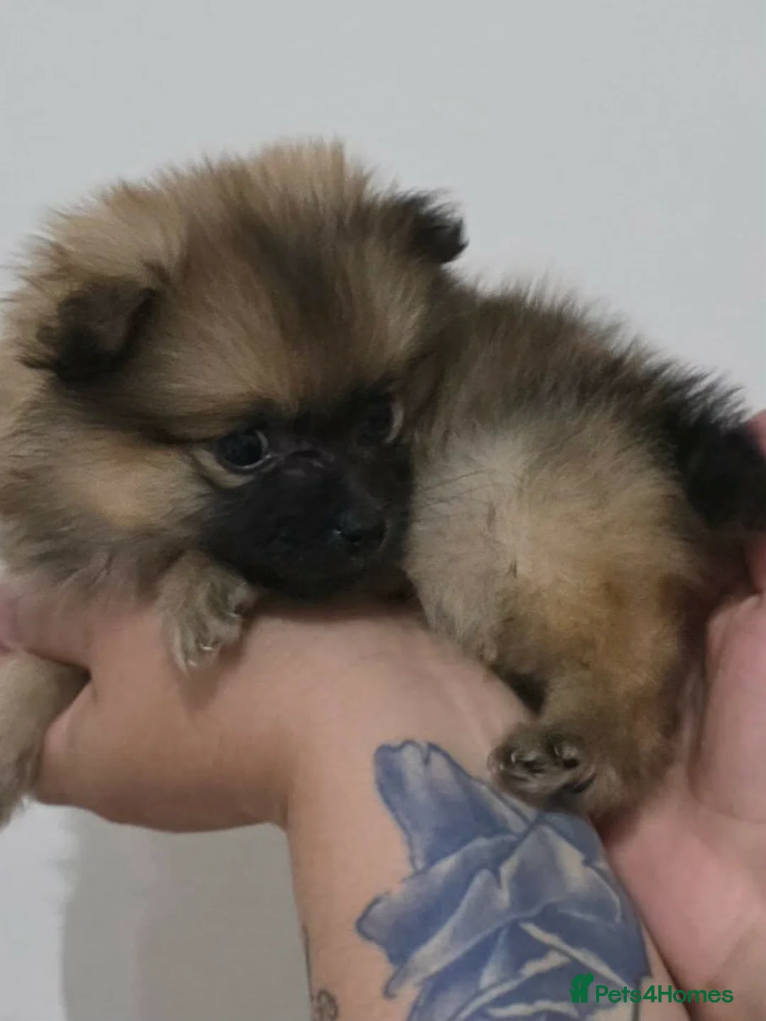 Pomeranian dogs for sale: Pomeranian  - Advert 2