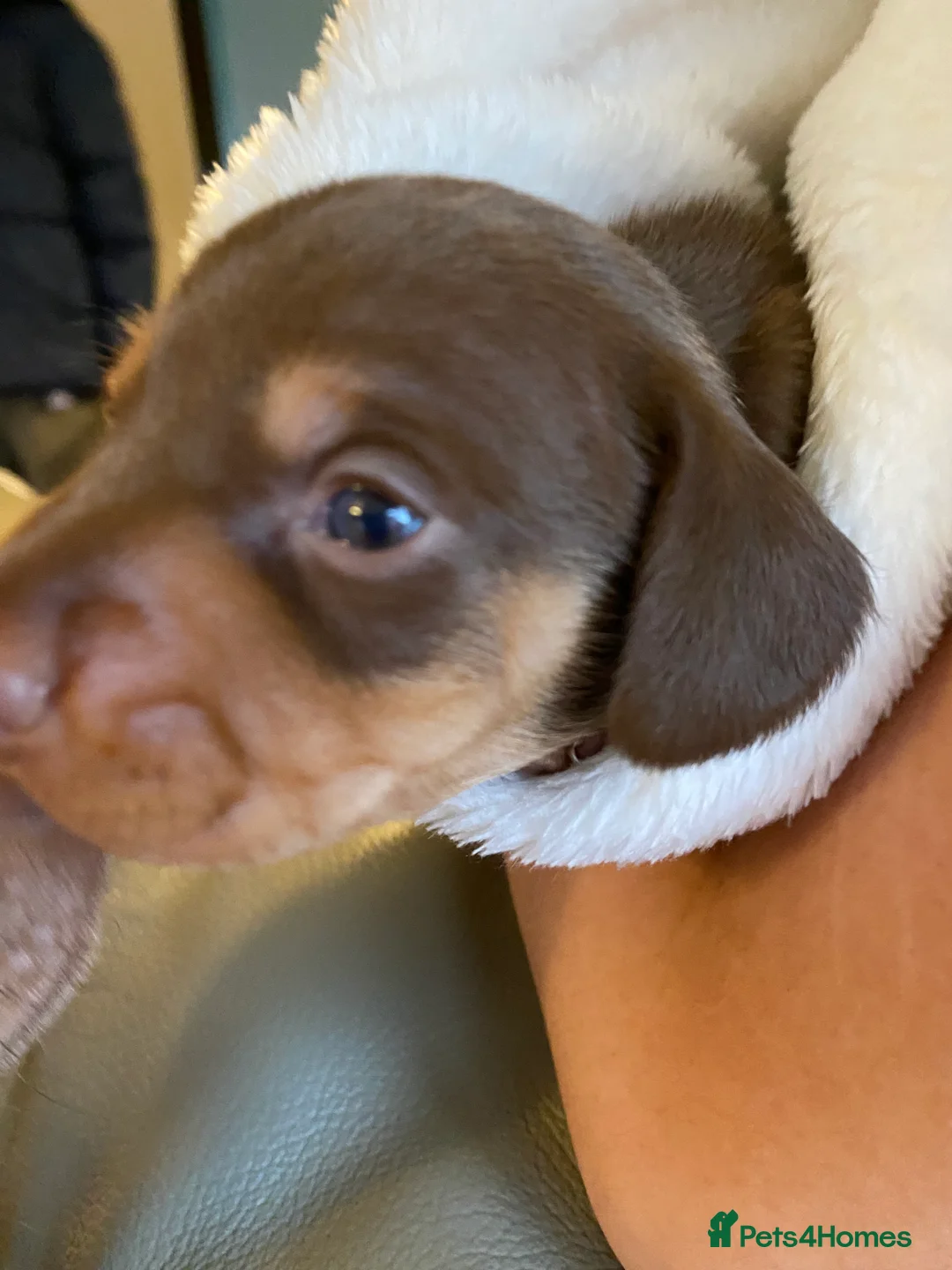 Dachshund dogs for sale: Dachshund  in Northallerton - Advert 4