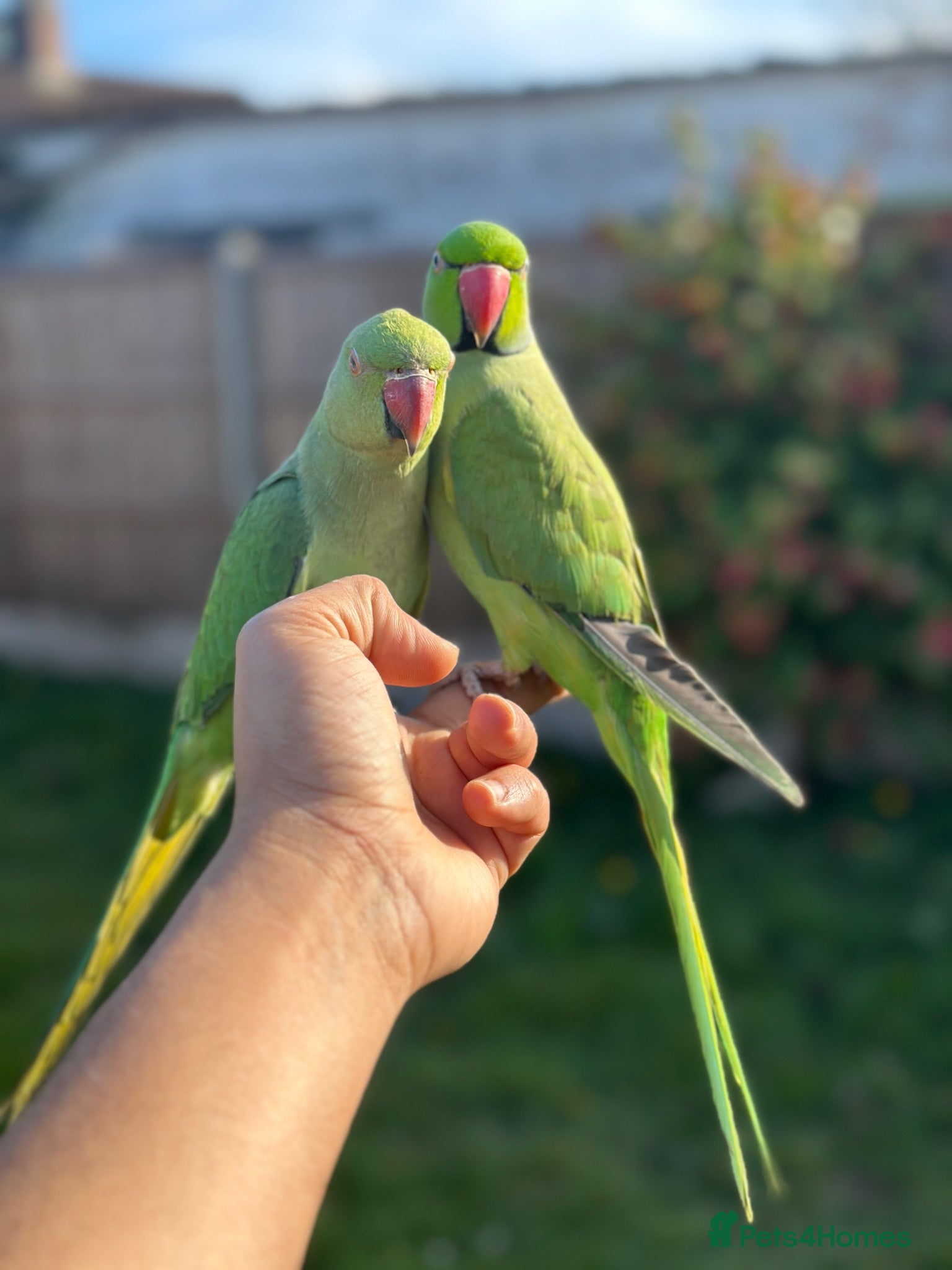 Ringnecks birds Rehome my indian ringneck pair - Advert 17