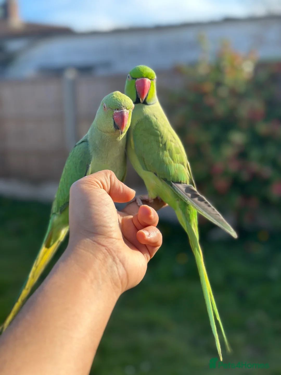 Ringnecks birds for sale: Rehome my indian ringneck pair - Advert 1