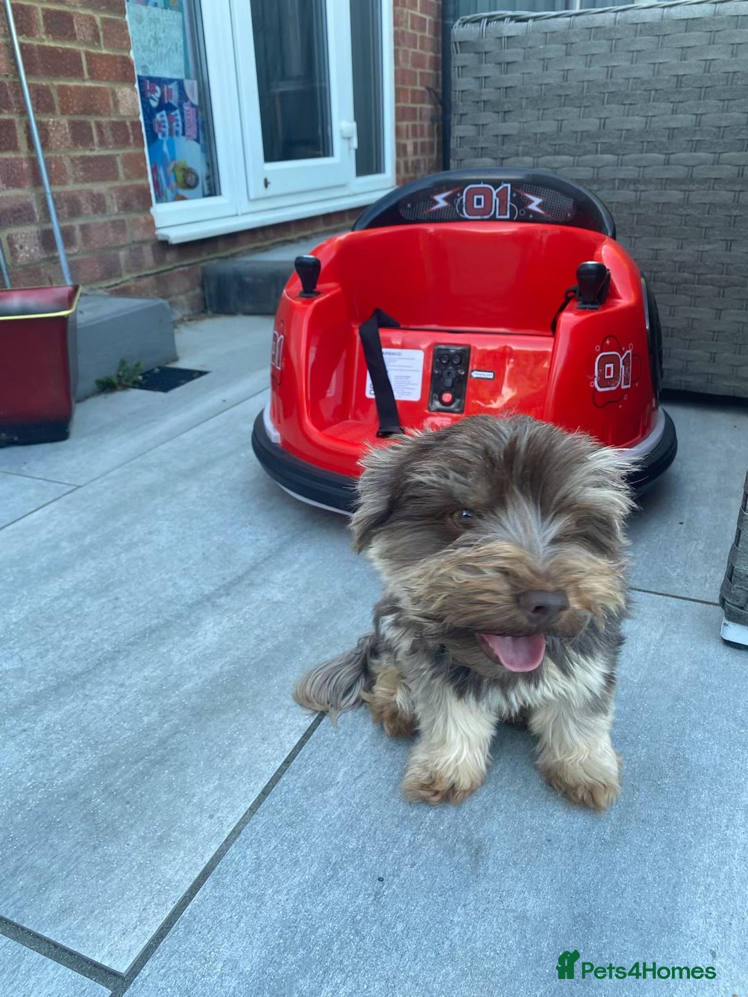Yorkshire Terrier dogs for sale: 5-year-old chocolate girl - Image 3