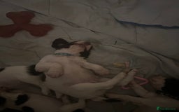 English Springer Spaniel dogs for sale: Springer spaniel pups READY NEXT WEEK - Advert 11