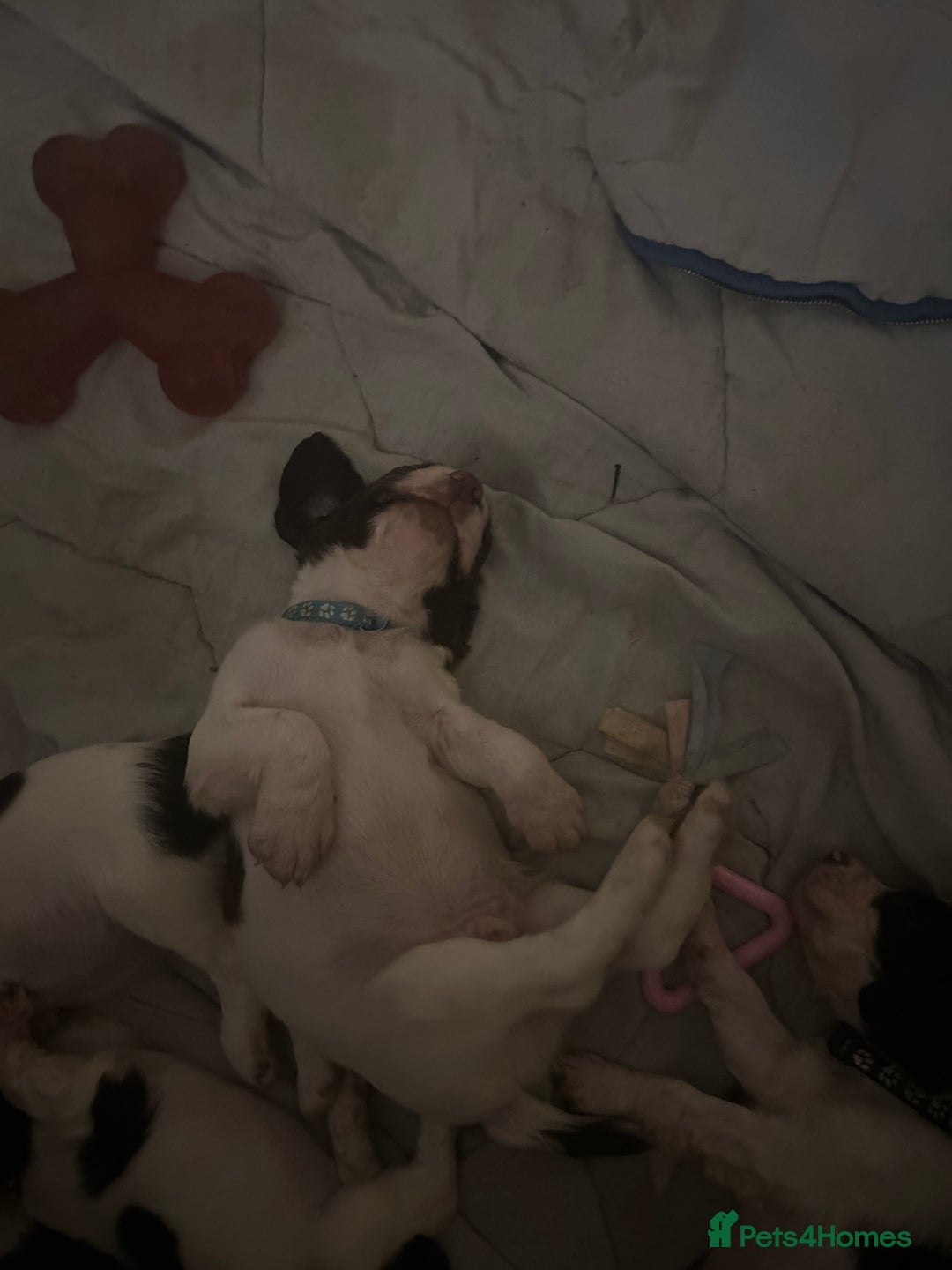 English Springer Spaniel dogs for sale: Springer spaniel pups READY NEXT WEEK - Advert 11