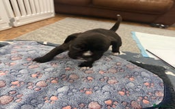 Boxer dogs for sale: Boxer puppies  - Image 8