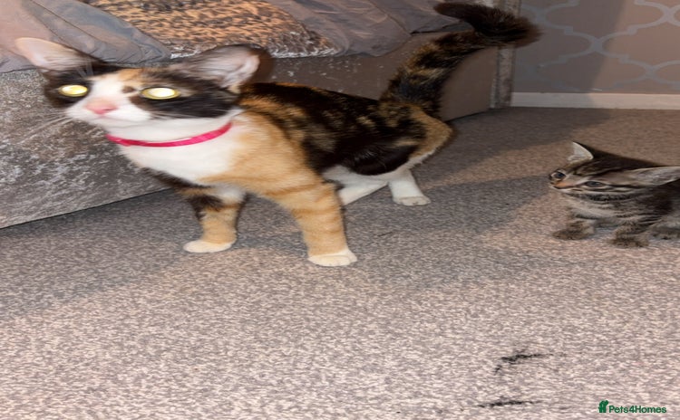Mixed Breed cats - Advert 6