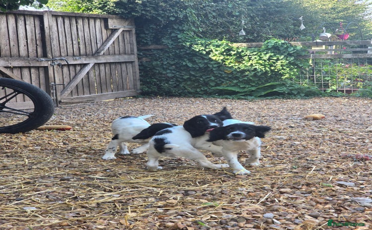 English Springer Spaniel dogs - Advert 8