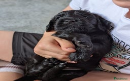 Cocker Spaniel dogs for sale: 3 Adorable kc reg working cocker spaniel puppies  - Image 18