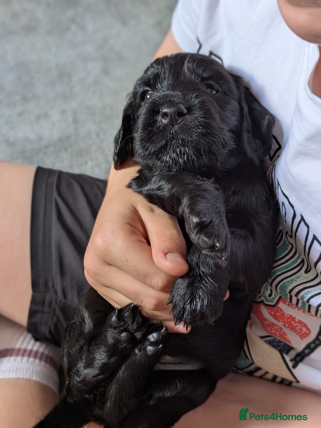Cocker Spaniel dogs for sale: 3 Adorable kc reg working cocker spaniel puppies  - Image 18