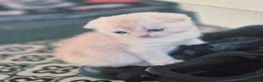 Scottish Fold 5
