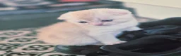 Scottish Fold cats for sale: Scottish Fold/ Straight kittens  in Ripon - Advert 13