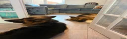 German Shepherd dogs for sale: 2 German Shepherd Brothers - Advert 5