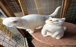 British Shorthair cats for sale: British Shorthair kittens - Image 23