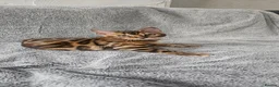 Bengal cats for sale: Bengal kittens - Advert 4