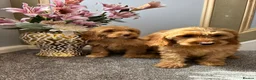 Cockapoo dogs for sale: Cockapoo Puppies LAST GIRL   FULLY VACCINATED  - Advert 10
