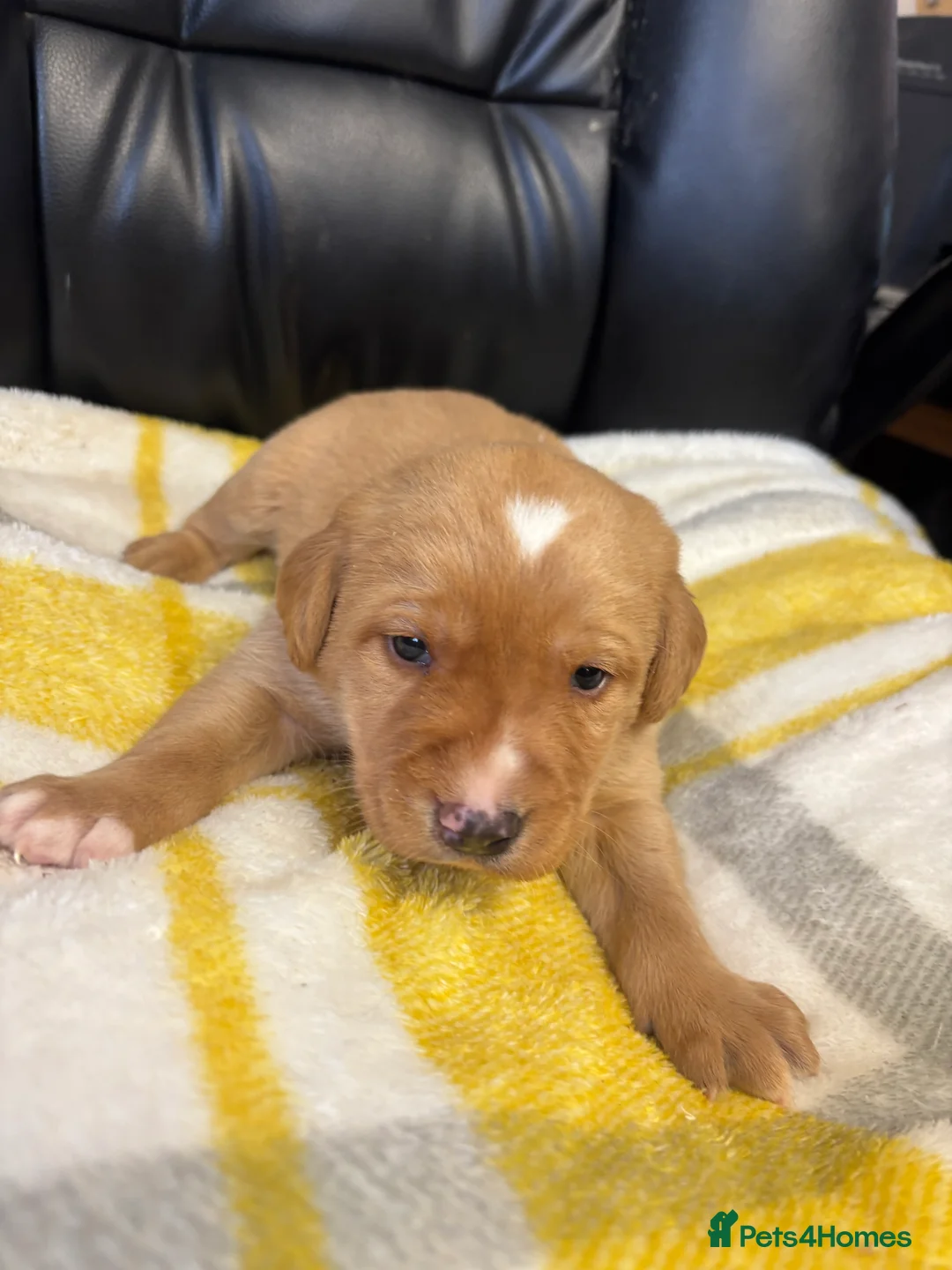Labrador Retriever dogs for sale: KC Dark yellow Labrador pups  - Advert 6