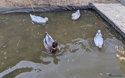 Ducks poultry for sale: Welsh Harlequin Male Ducklings (3 available) - Image 5