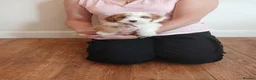 Cockapoo dogs for sale: Cockapoo puppies  - Advert 21