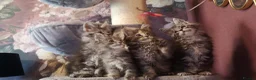 Maine Coon cats for sale: TICA/ POLY/ HEALTH CHECKED Maine Coons - Advert 13