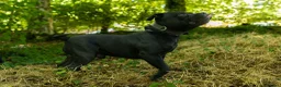 Staffordshire Bull Terrier dogs for stud:   2 YEAR OLD PROVEN BEST BLACK CHAMPION LINES STUD - Advert 6
