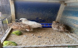 Chickens poultry for sale: Beautiful cock, Pigeon,Quail,H-egg,priceseparate  in Barking - Image 9