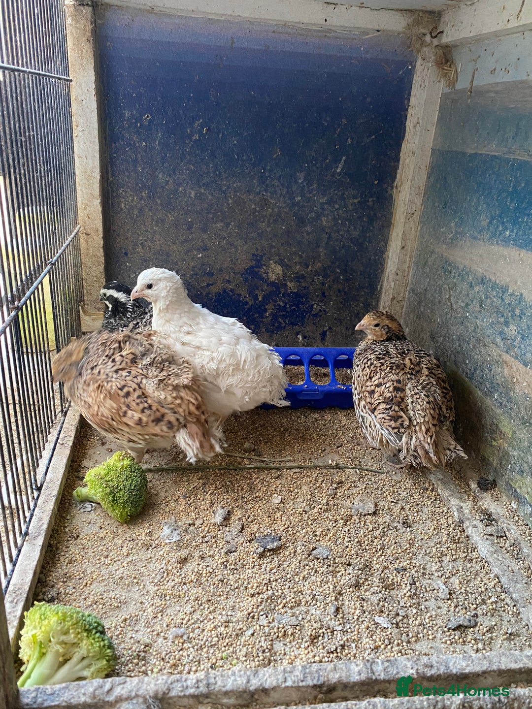 Chickens poultry for sale: Beautiful cock, Pigeon,Quail,H-egg,priceseparate  in Barking - Image 9