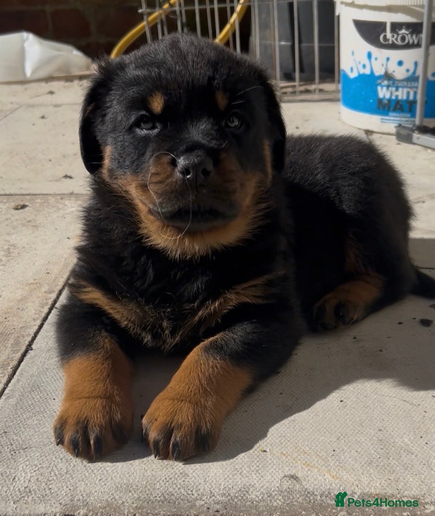 Rottweiler dogs Rottweilers full tested X KC TOP QUALITY  - Advert 3