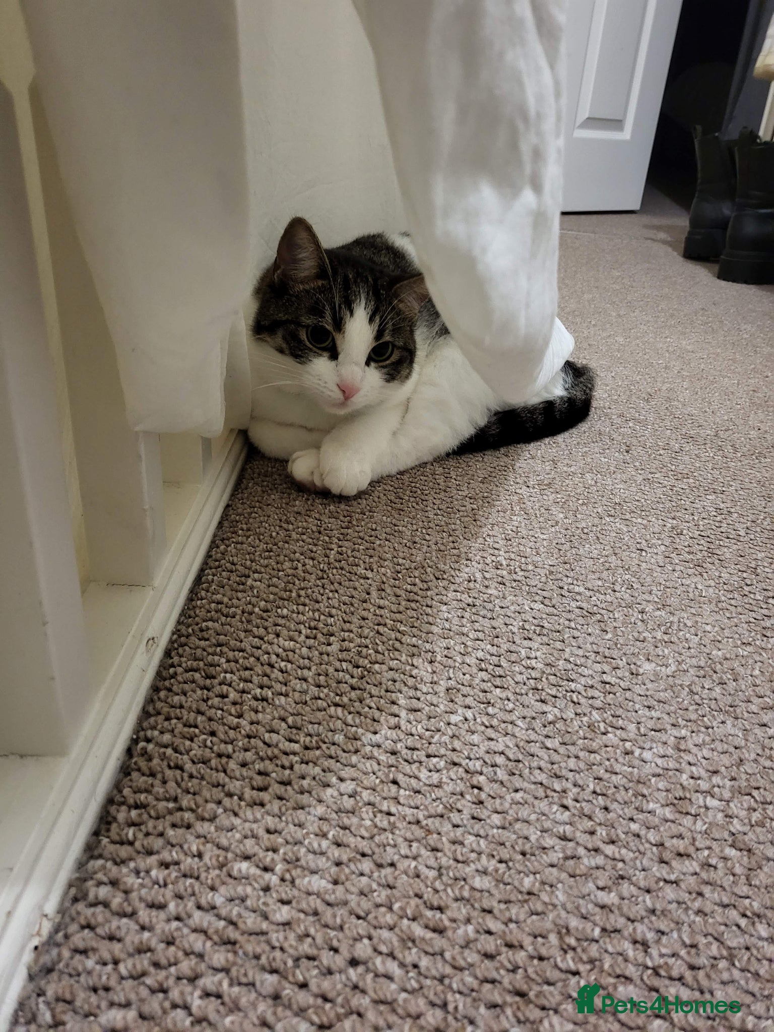 Domestic Shorthair cats for sale: Beaux in Wellingborough - Advert 10