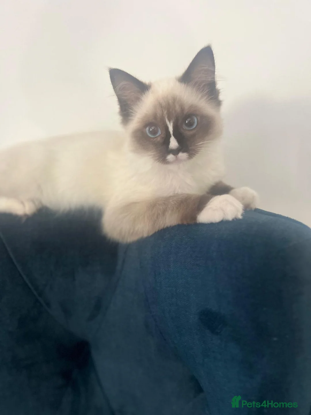 Ragdoll cats for sale: playful male ragdoll kitten - Advert 9